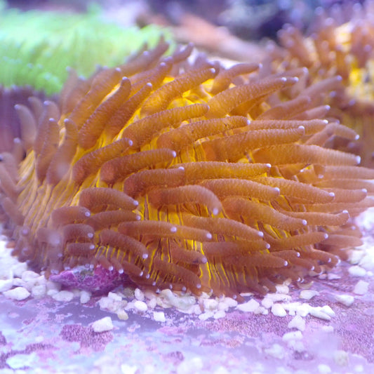 Dome Coral - Orange
