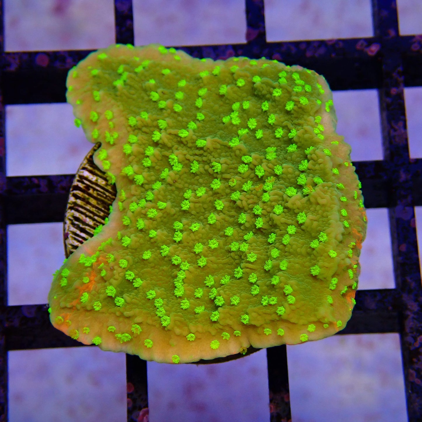 Sunfire Monti Frag