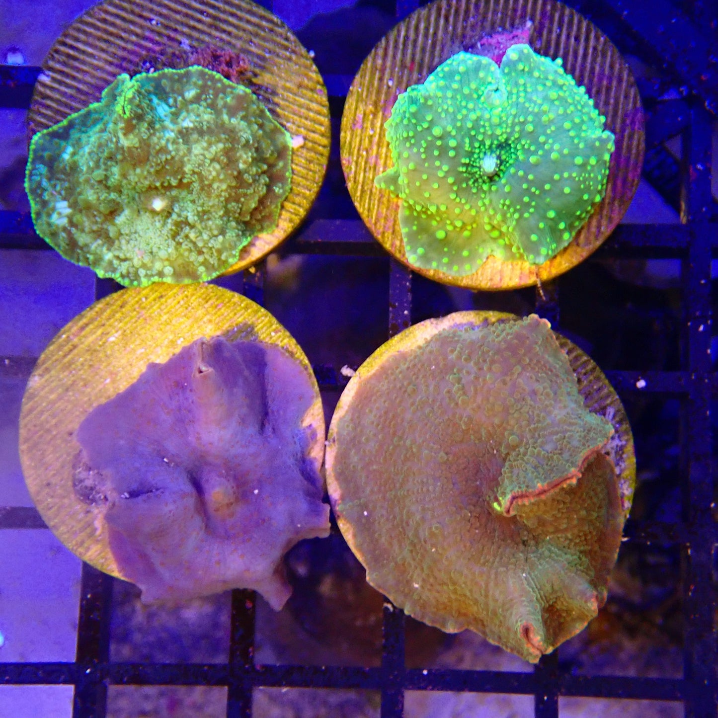 WYSIWYG Mushroom Pack - 2