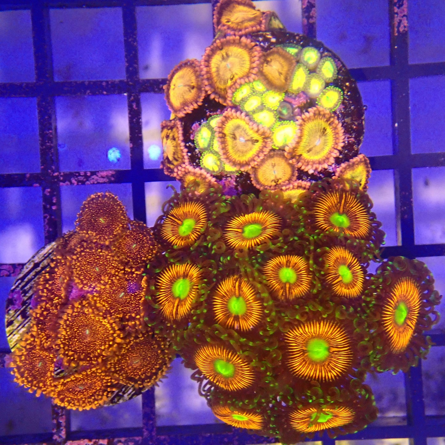 WYSIWYG Zoanthid Pack 12