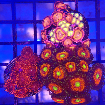 WYSIWYG Zoanthid Pack 12