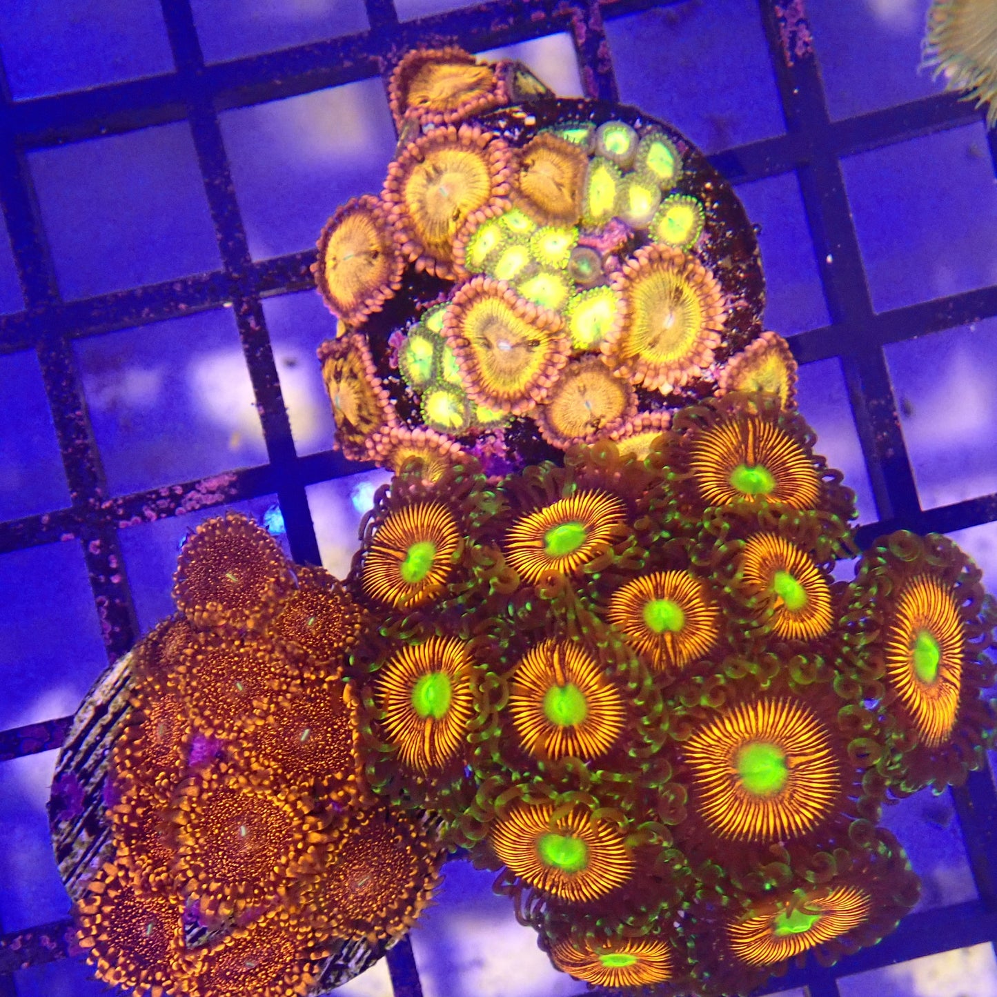 WYSIWYG Zoanthid Pack 12