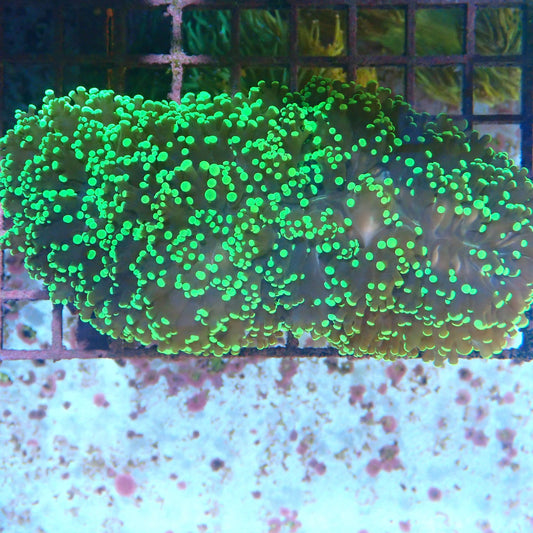 WYSIWYG Frogspawn 3