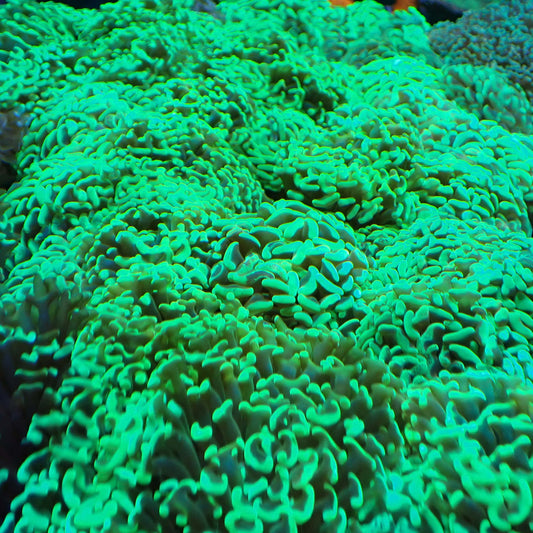 Green hammer