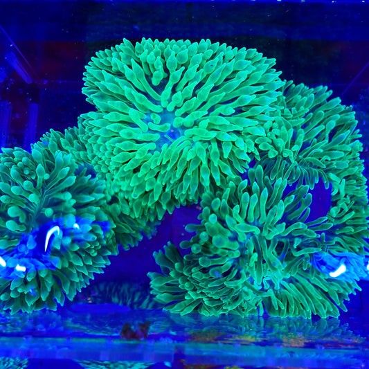 Green Bubble Anemone