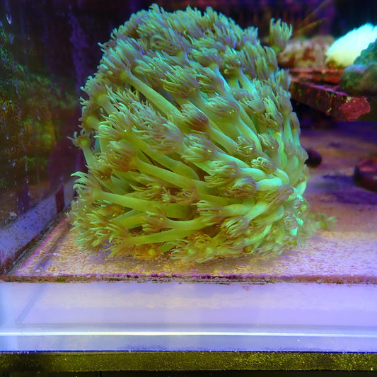 WYSIWYG Goni Frag