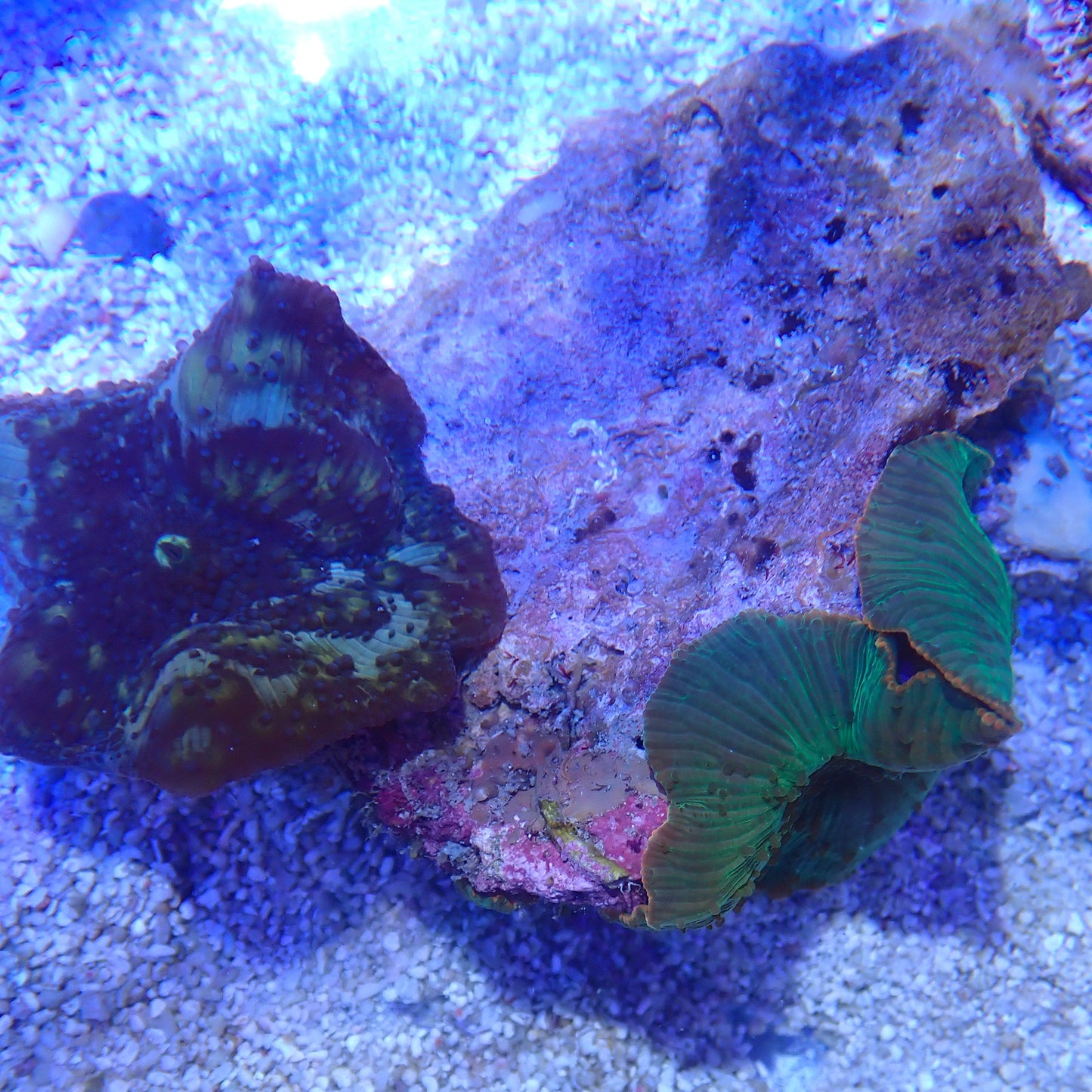 WYSIWYG Mushroom rock 3