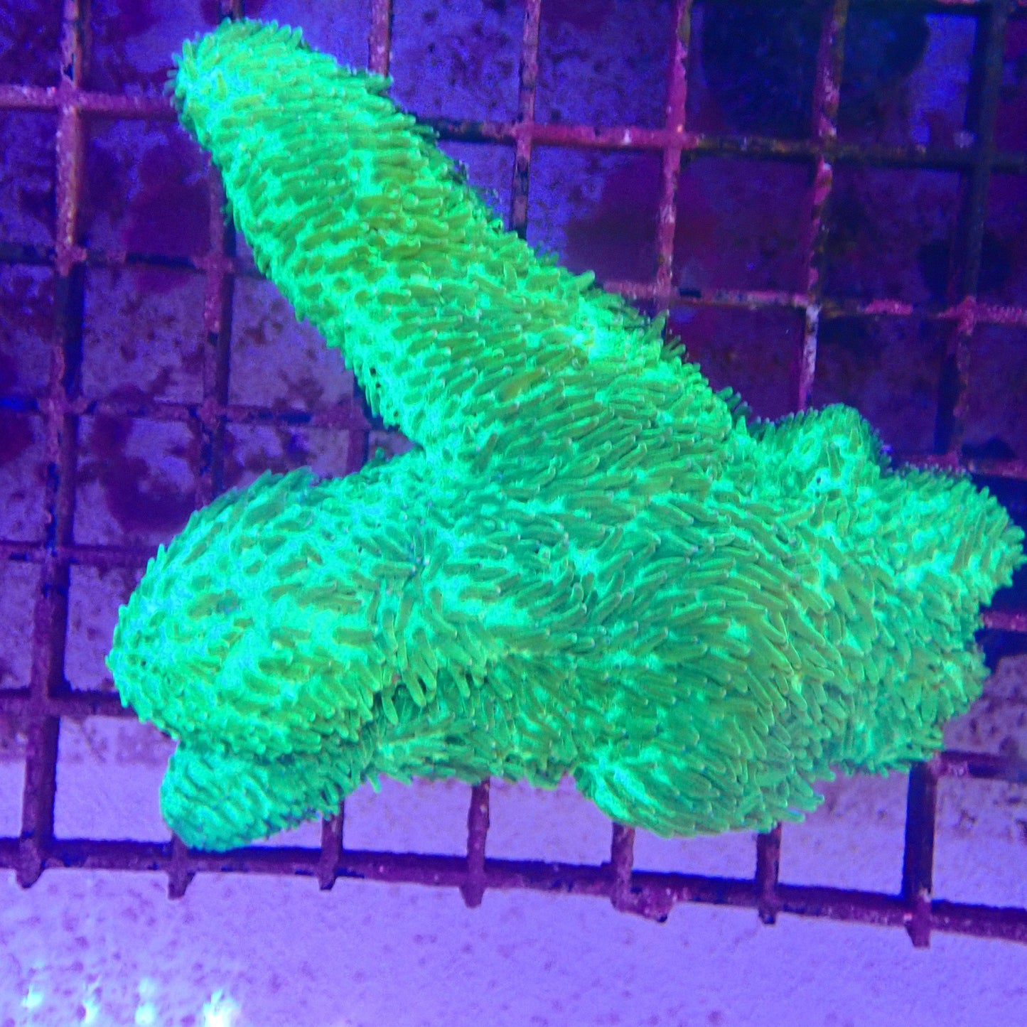 WYSIWYG - Slipper Coral