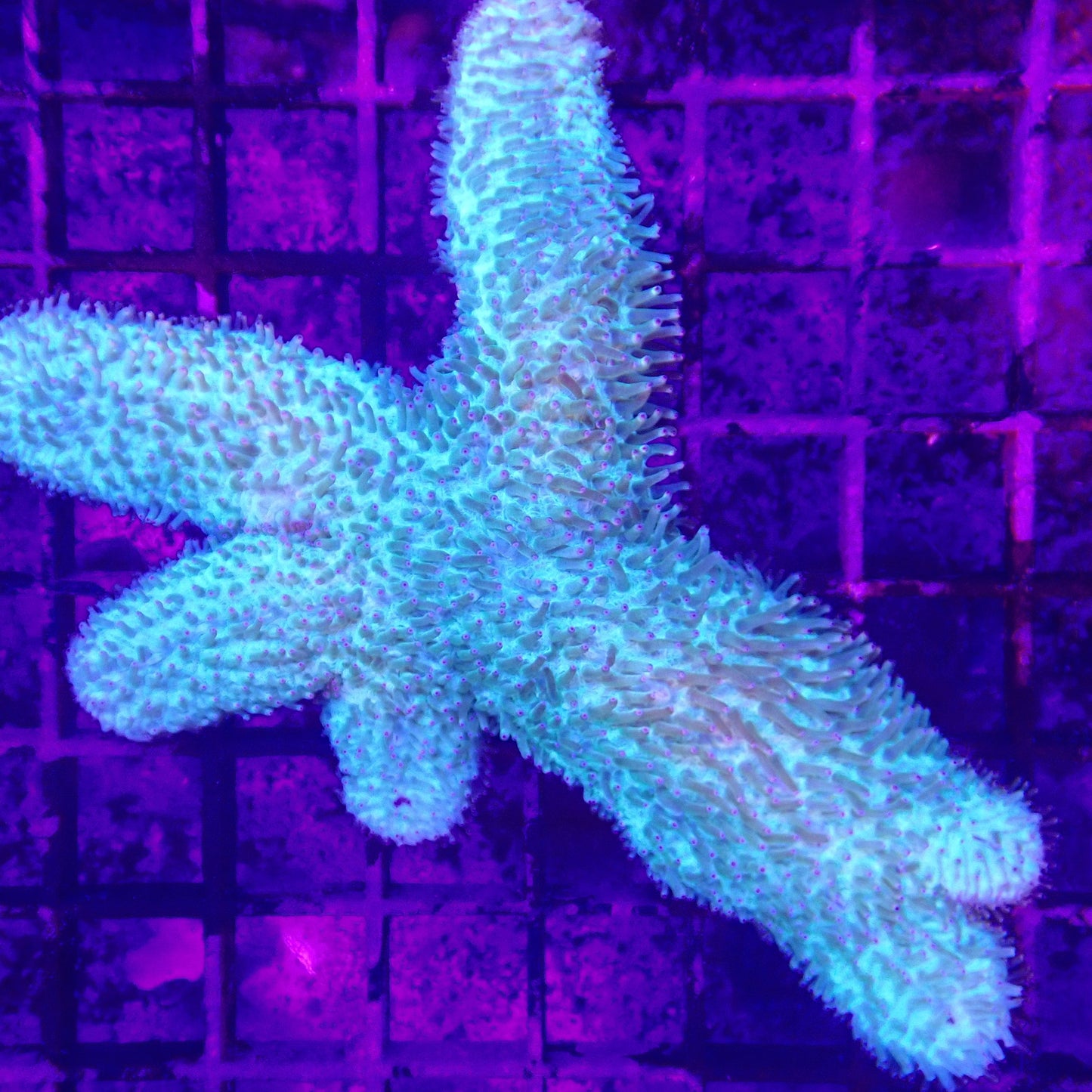 WYSIWYG - Slipper Coral