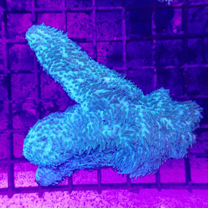 WYSIWYG - Slipper Coral