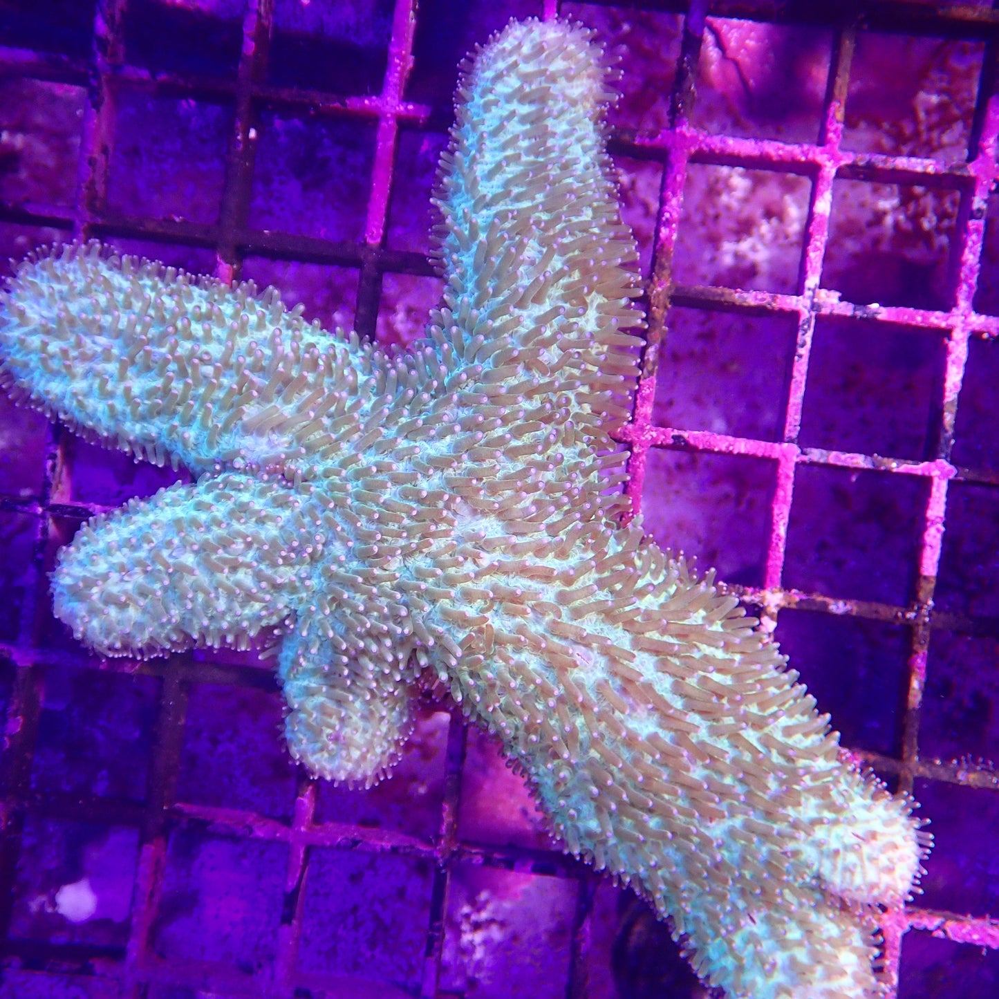 WYSIWYG - Slipper Coral