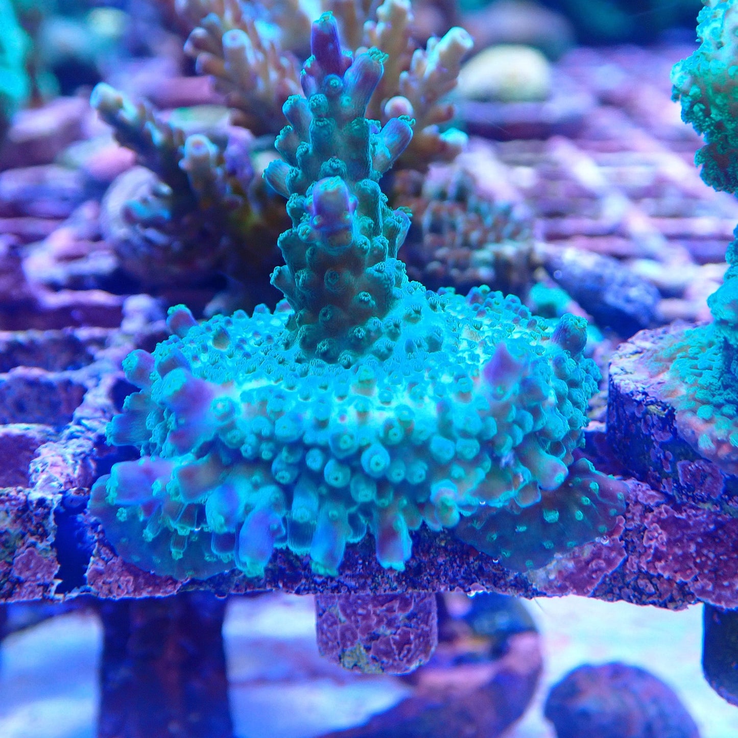WYSIWYG Acropora Frag 051