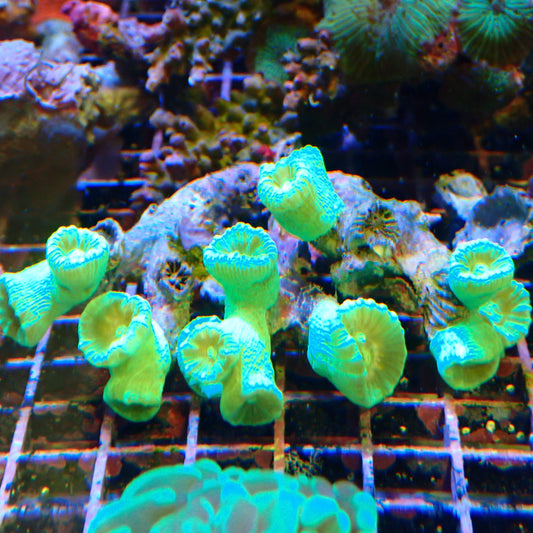 WYSIWYG Candy Cane Colony
