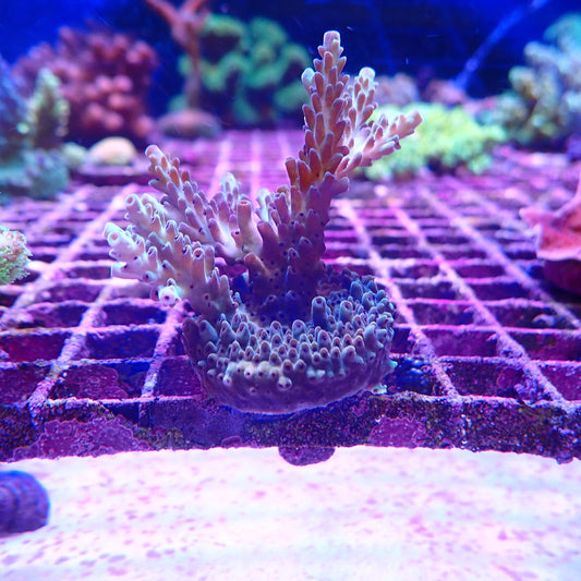 WYSIWYG Acropora Frag 94