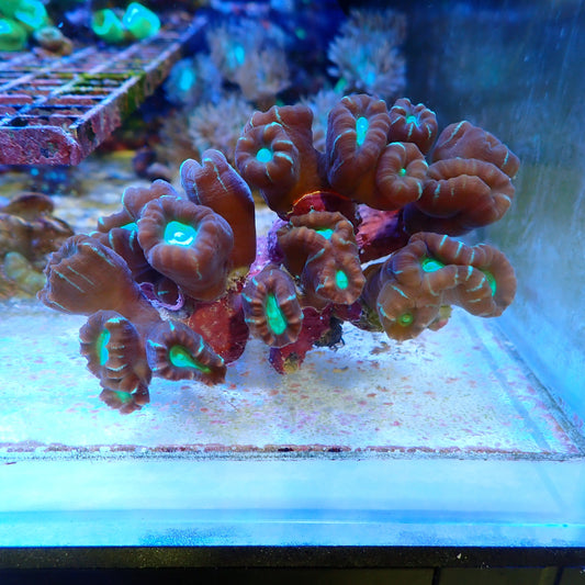 WYSIWYG - Candy Cane Colony