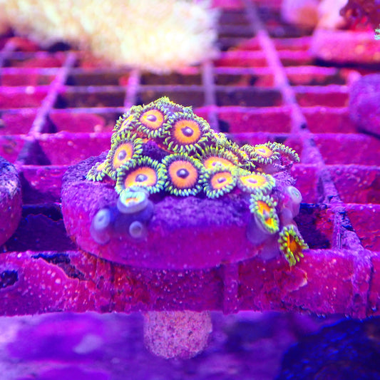 Eagle Eye Zoanthid