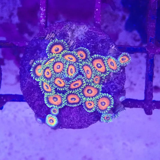 WYSIWYG Zoanthid Frag 1