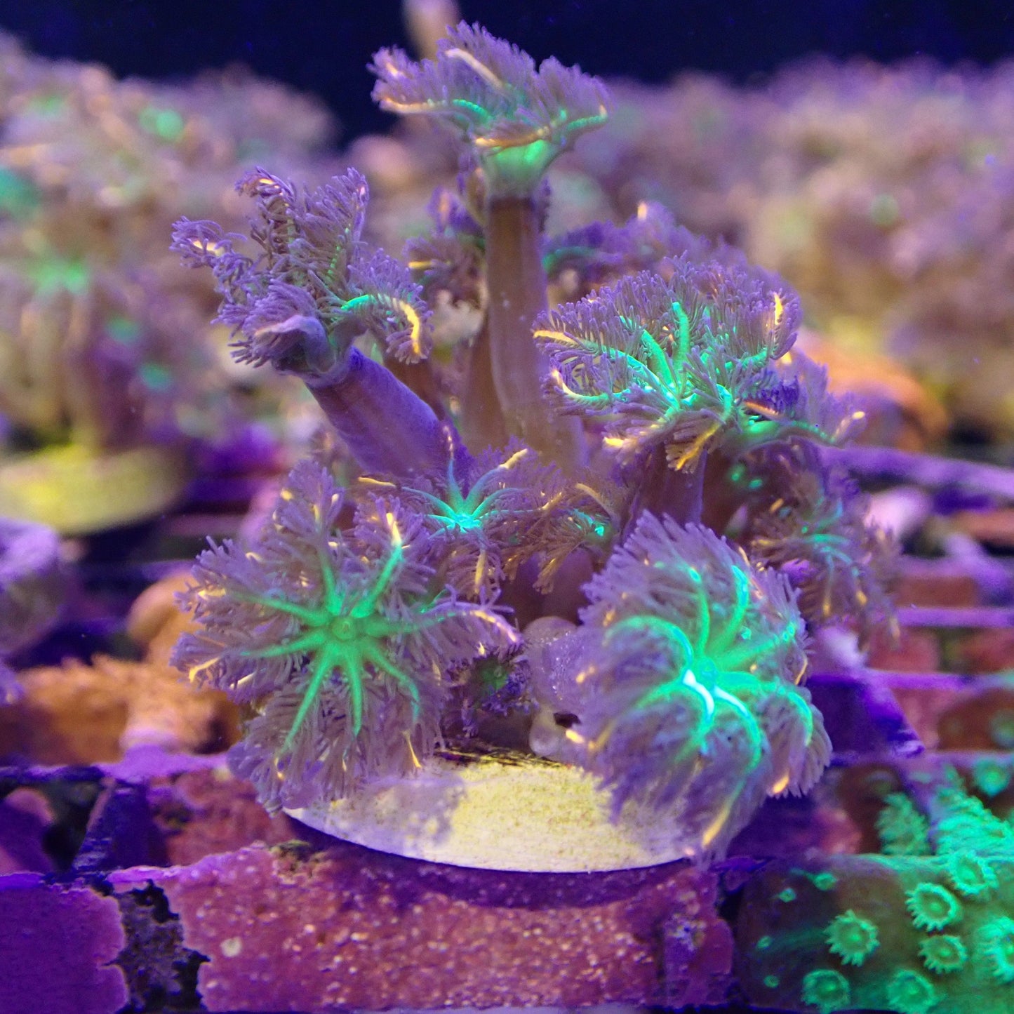 WYSIWYG - Firework Clove Polyps