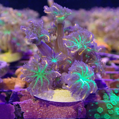 WYSIWYG - Firework Clove Polyps