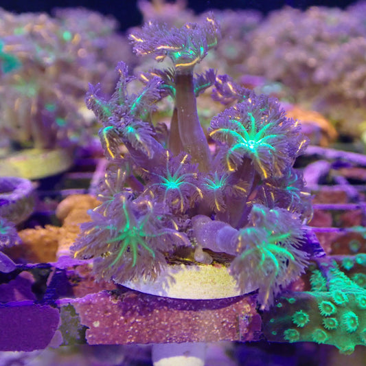 WYSIWYG - Firework Clove Polyps