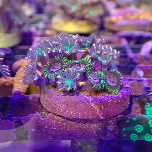 WYSIWYG - Firework Clove / Purple monster combo