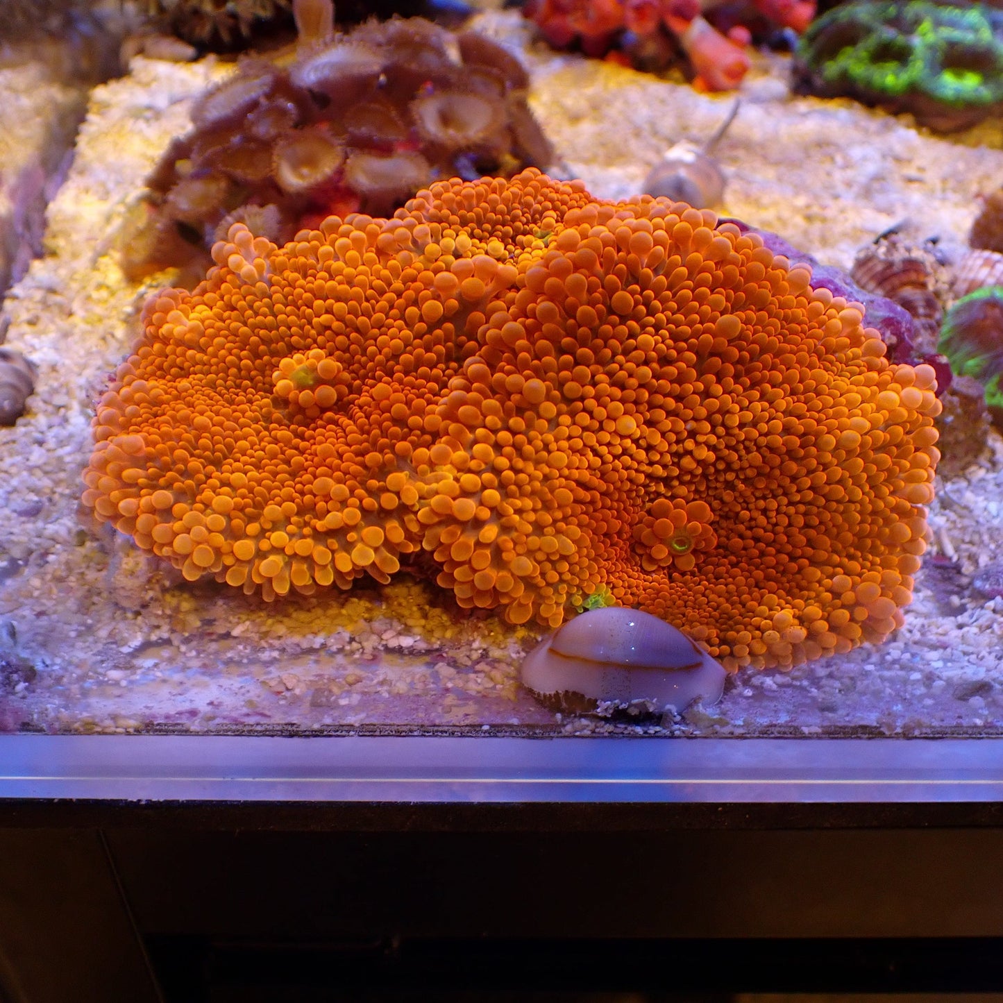 WYSIWYG Ricordea Rock 1