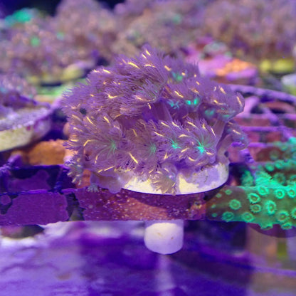 WYSIWYG - Firework Clove Polyps