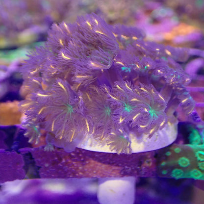 WYSIWYG - Firework Clove Polyps