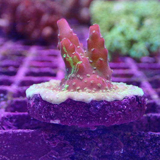 WYSIWYG Acropora Frag 11