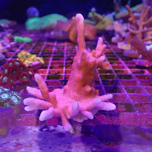 WYSIWYG - Pink Montipora Digitata