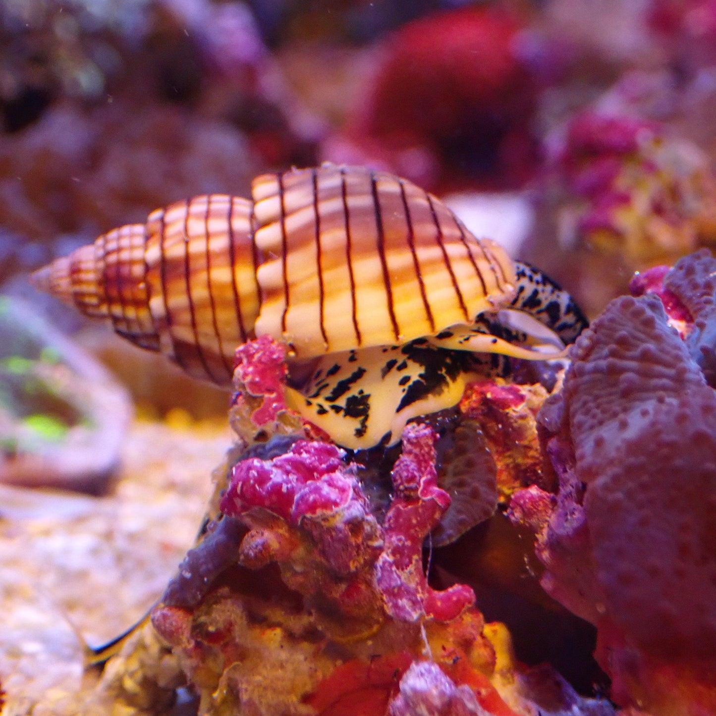 Moo Cow Nassarius Snail