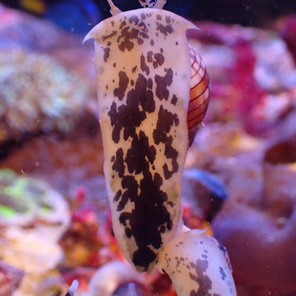 Moo Cow Nassarius Snail