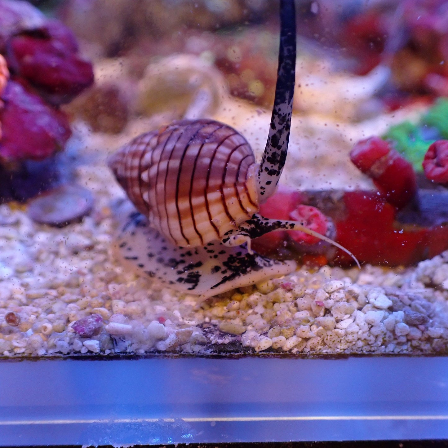 Moo Cow Nassarius Snail
