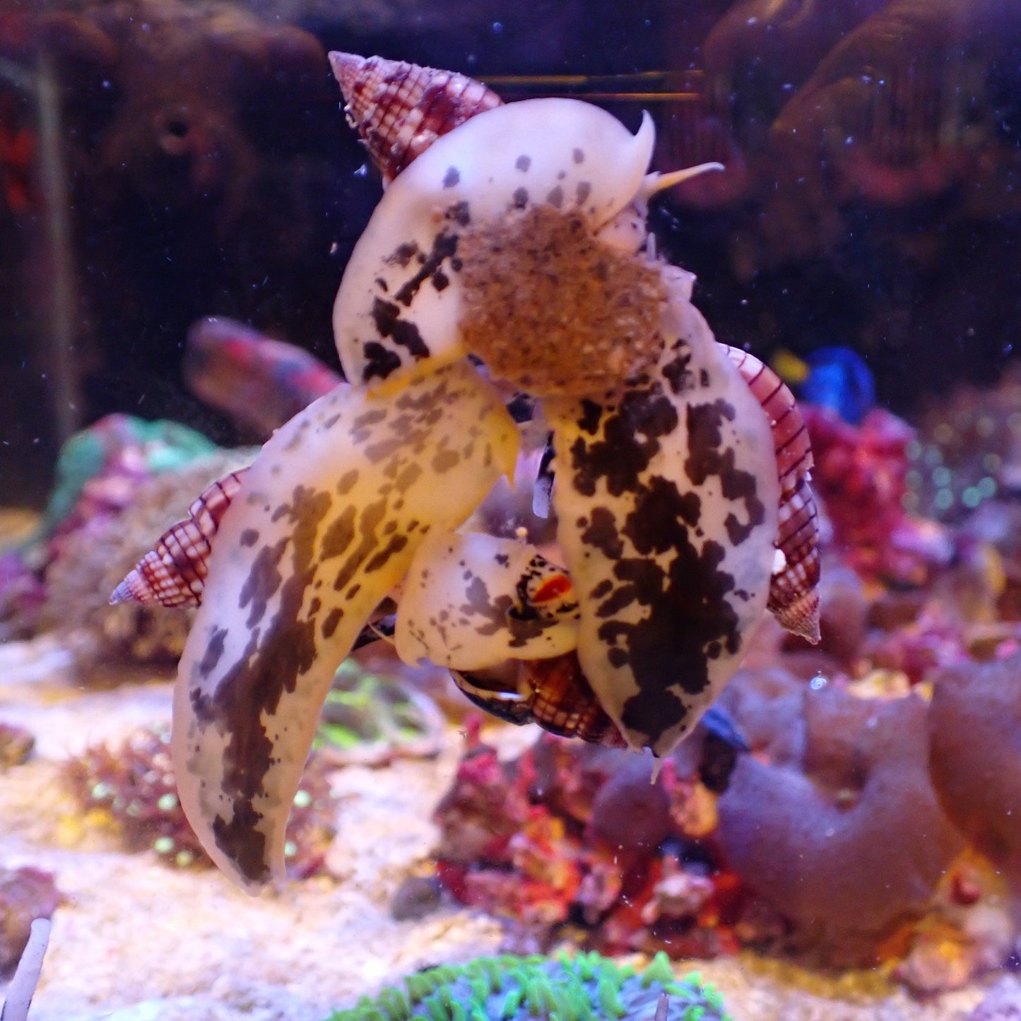 Moo Cow Nassarius Snail