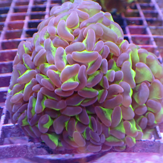 WYSIWYG Hammer branching 45