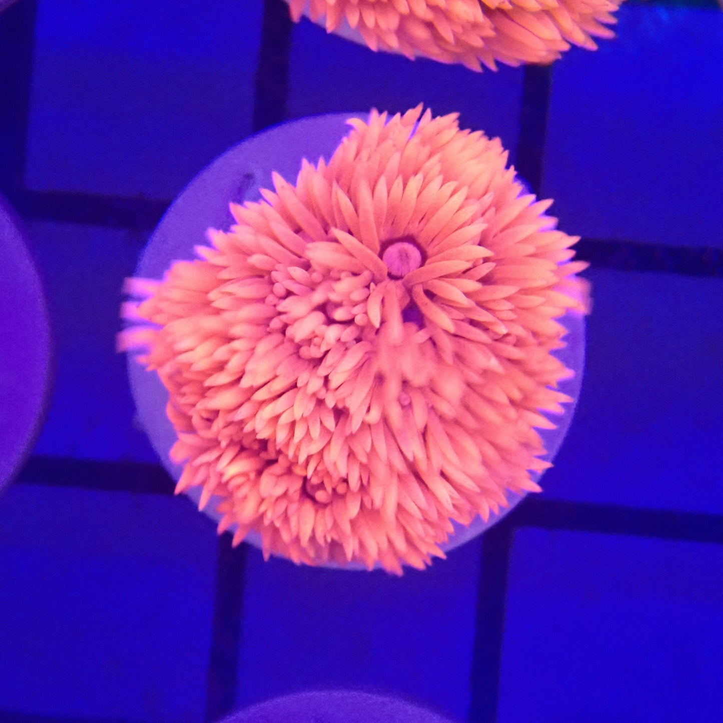 Pink Goni Frag