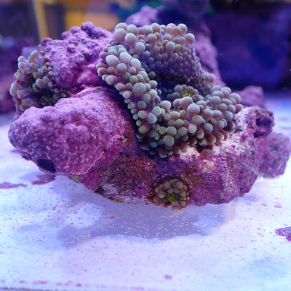 WYSIWYG Ricordea Rock 2