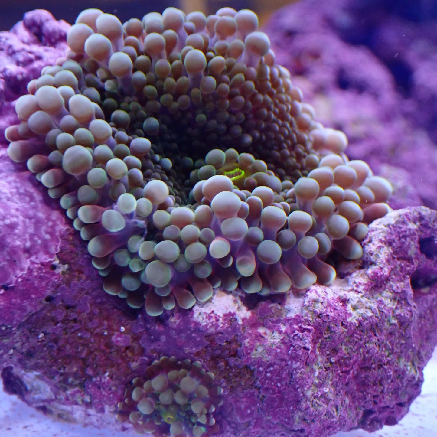 WYSIWYG Ricordea Rock 2