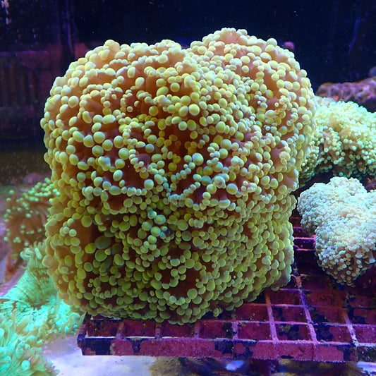 WYSIWYG Frogspawn Frag 1