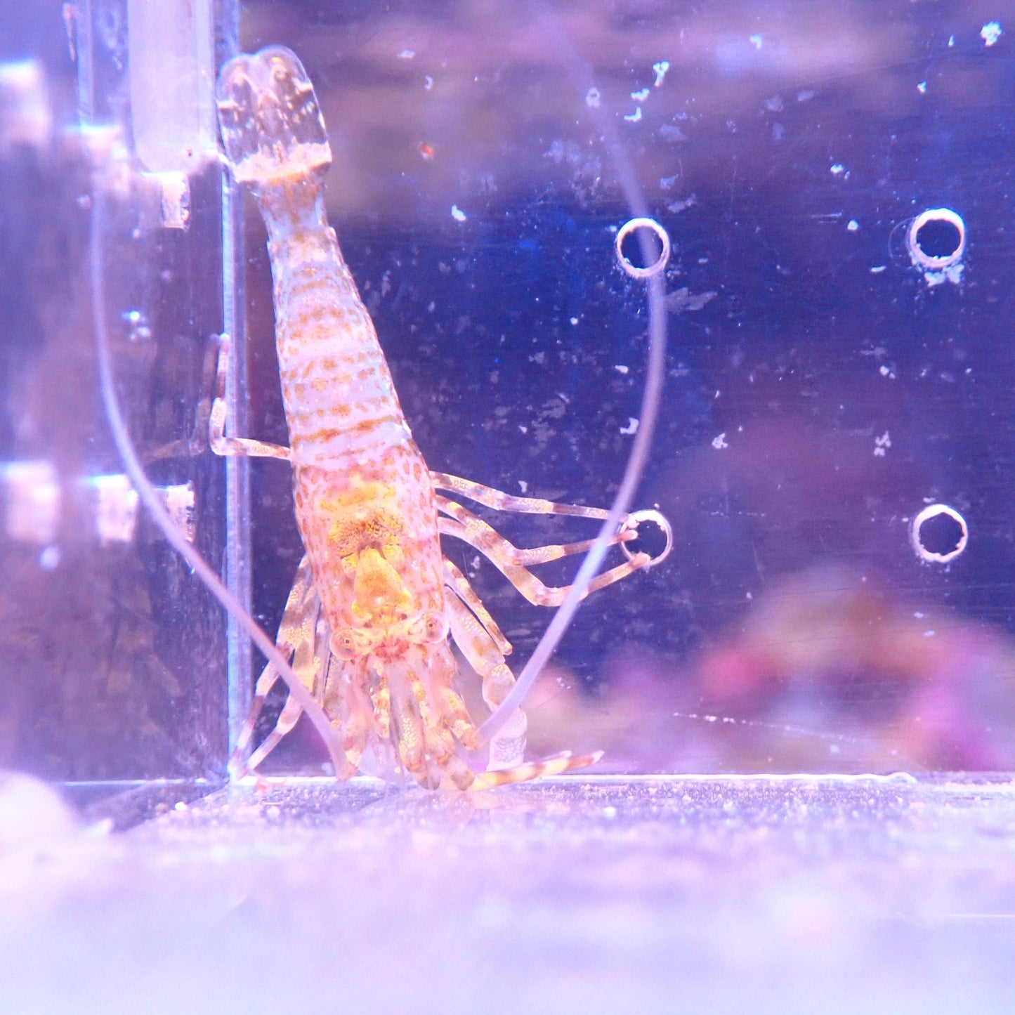 Alien Shrimp (Eats Bryopsis)