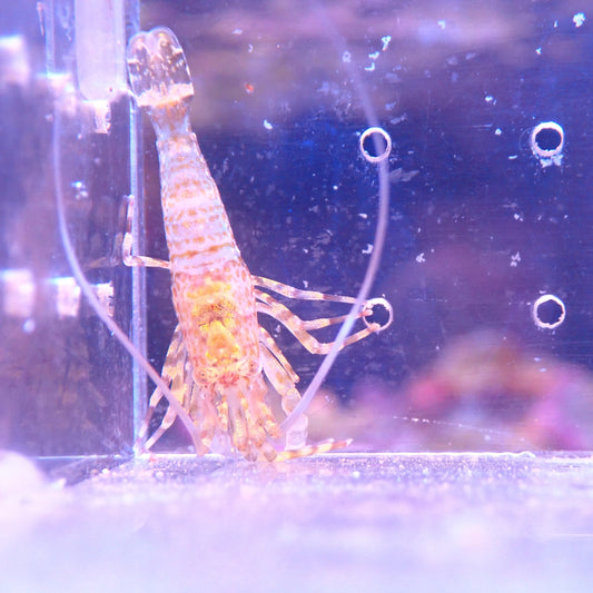 Alien Shrimp (Eats Bryopsis)