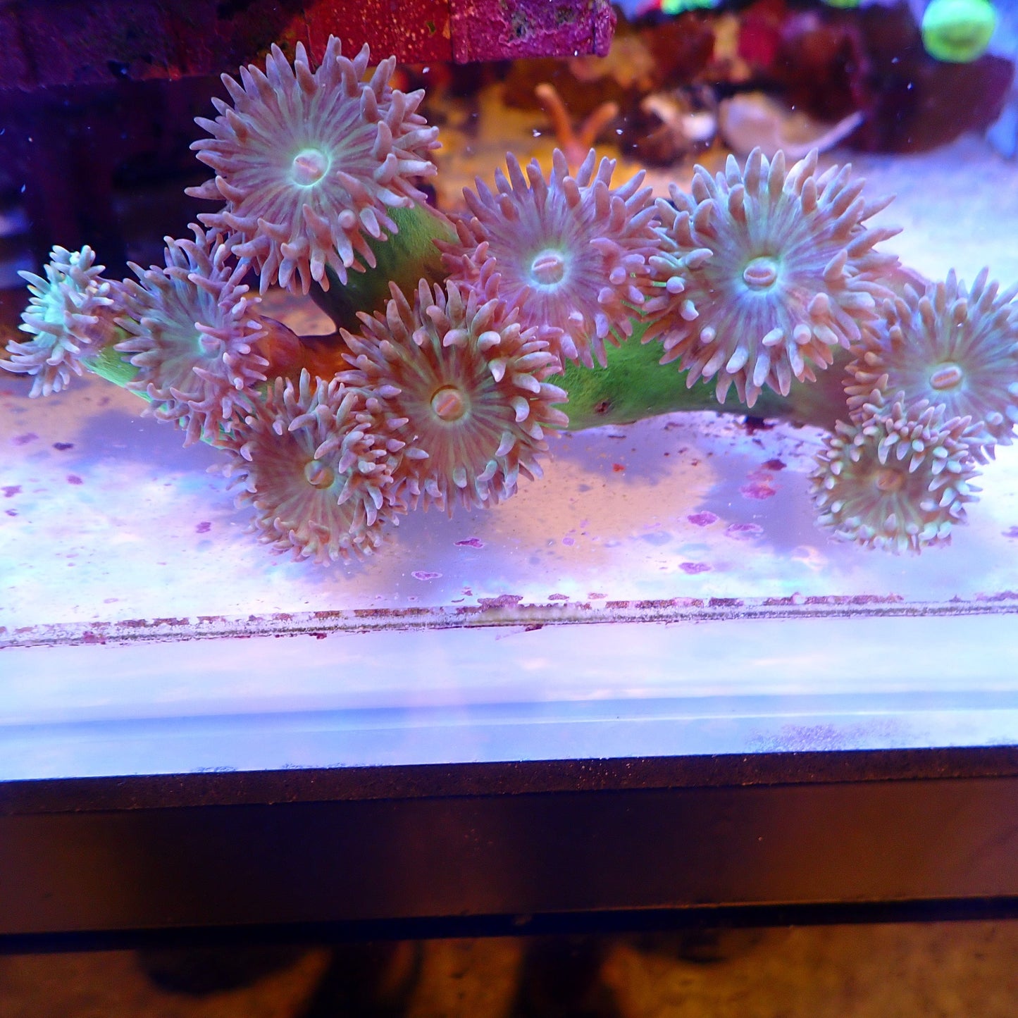 WYSIWYG Duncan Colony