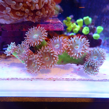 WYSIWYG Duncan Colony