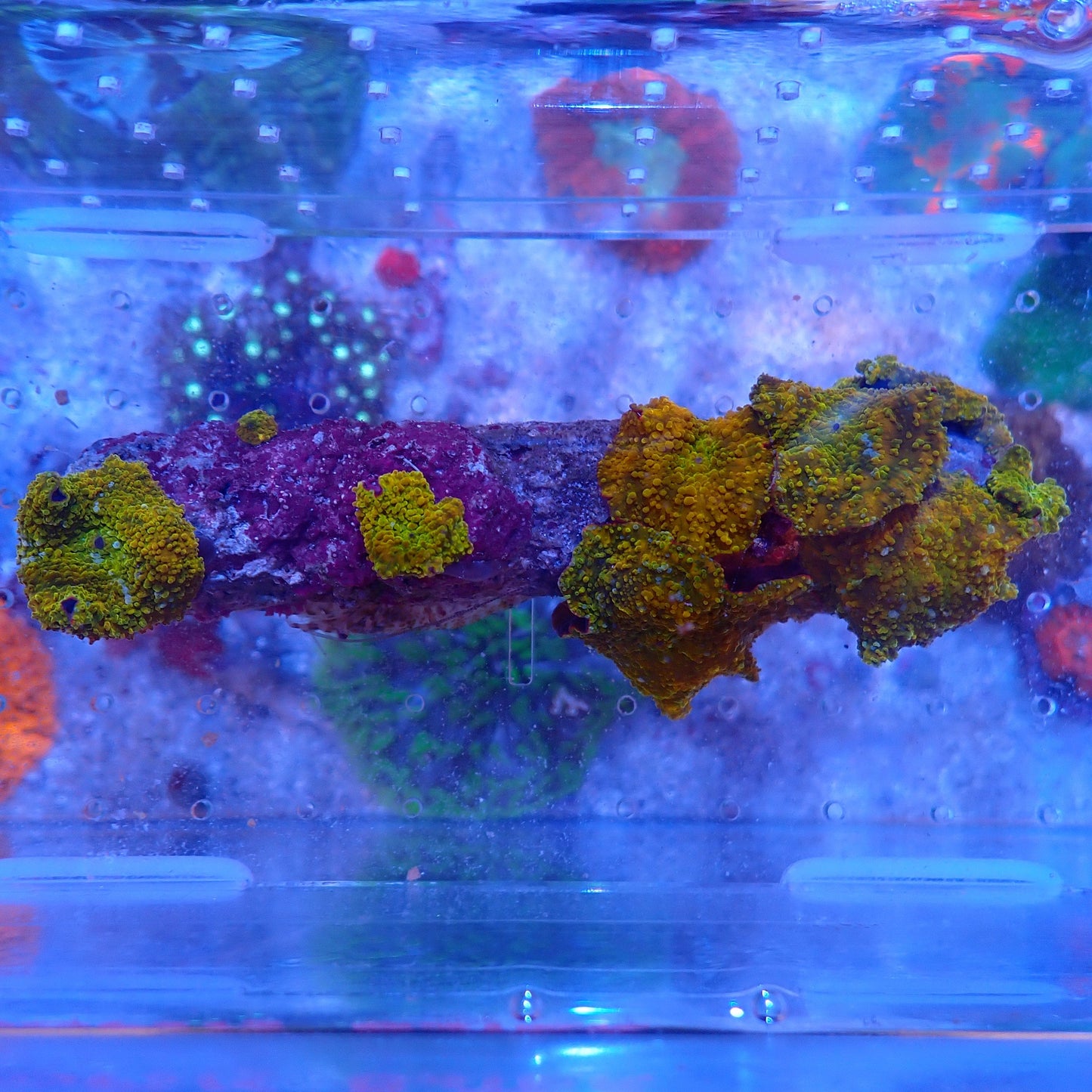 WYSIWYG Mushroom rock 5