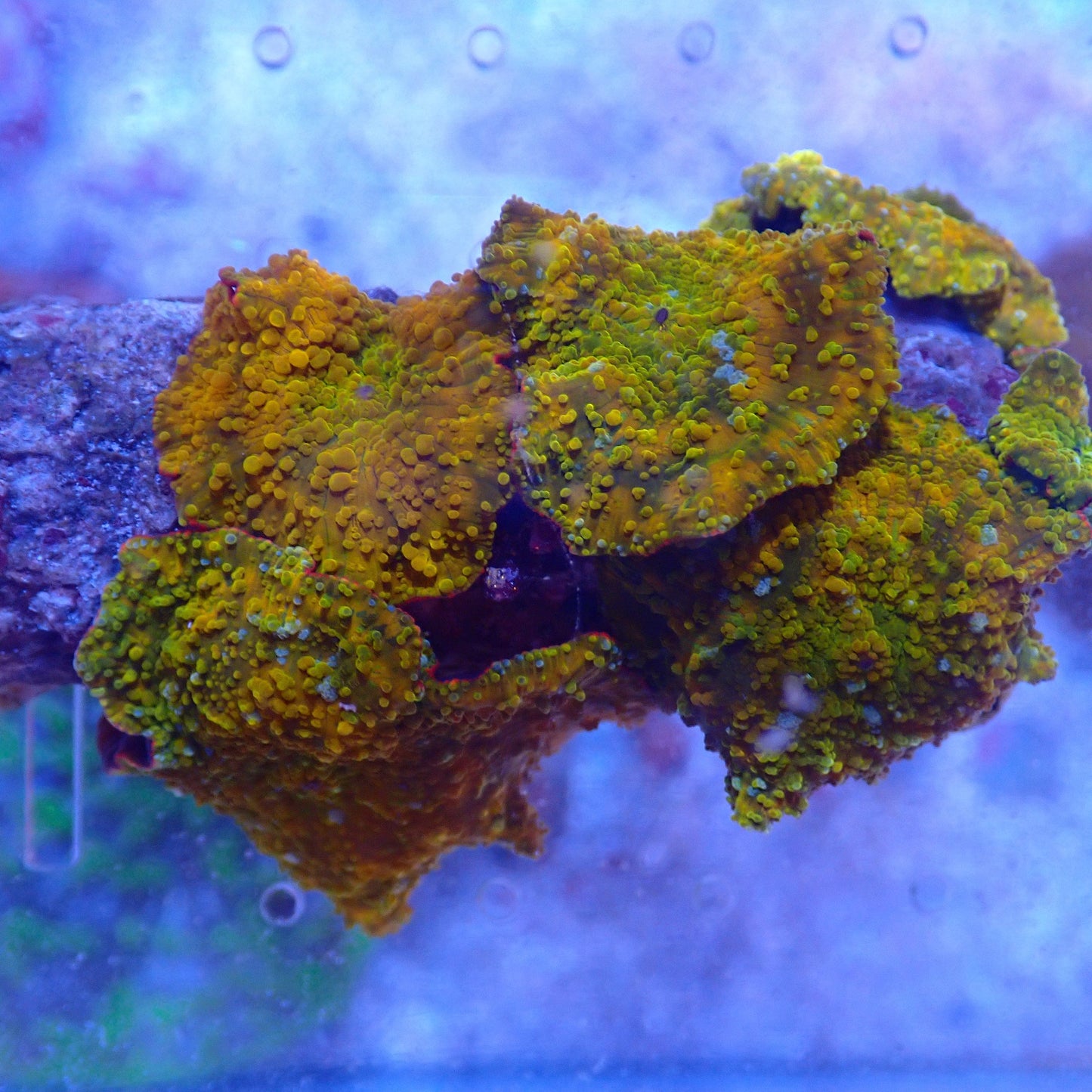 WYSIWYG Mushroom rock 5