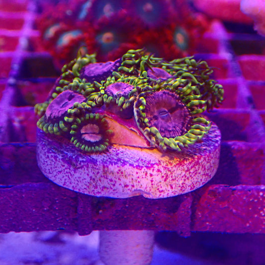 WYSIWYG Zoanthid Frag 8