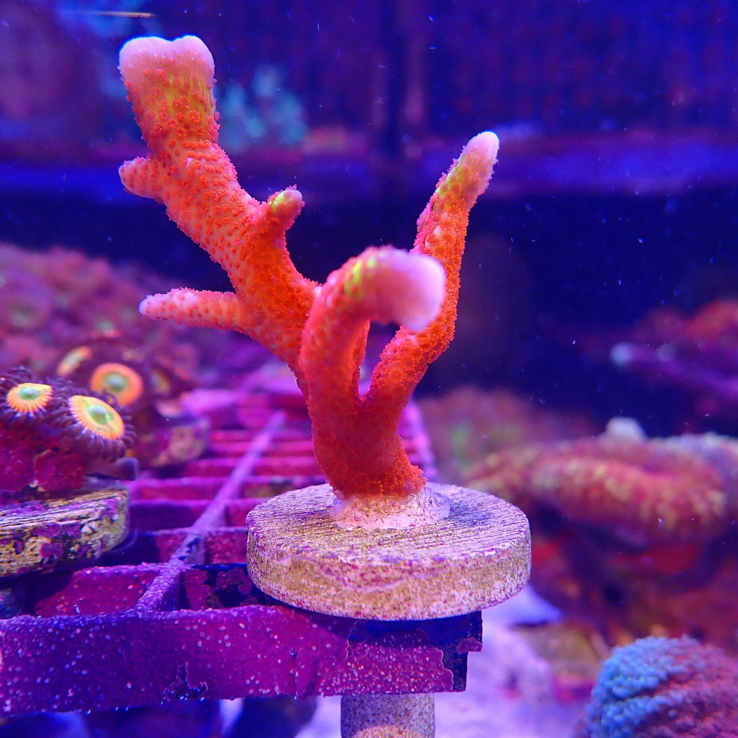 WYSIWYG - Bubble Gum Digi