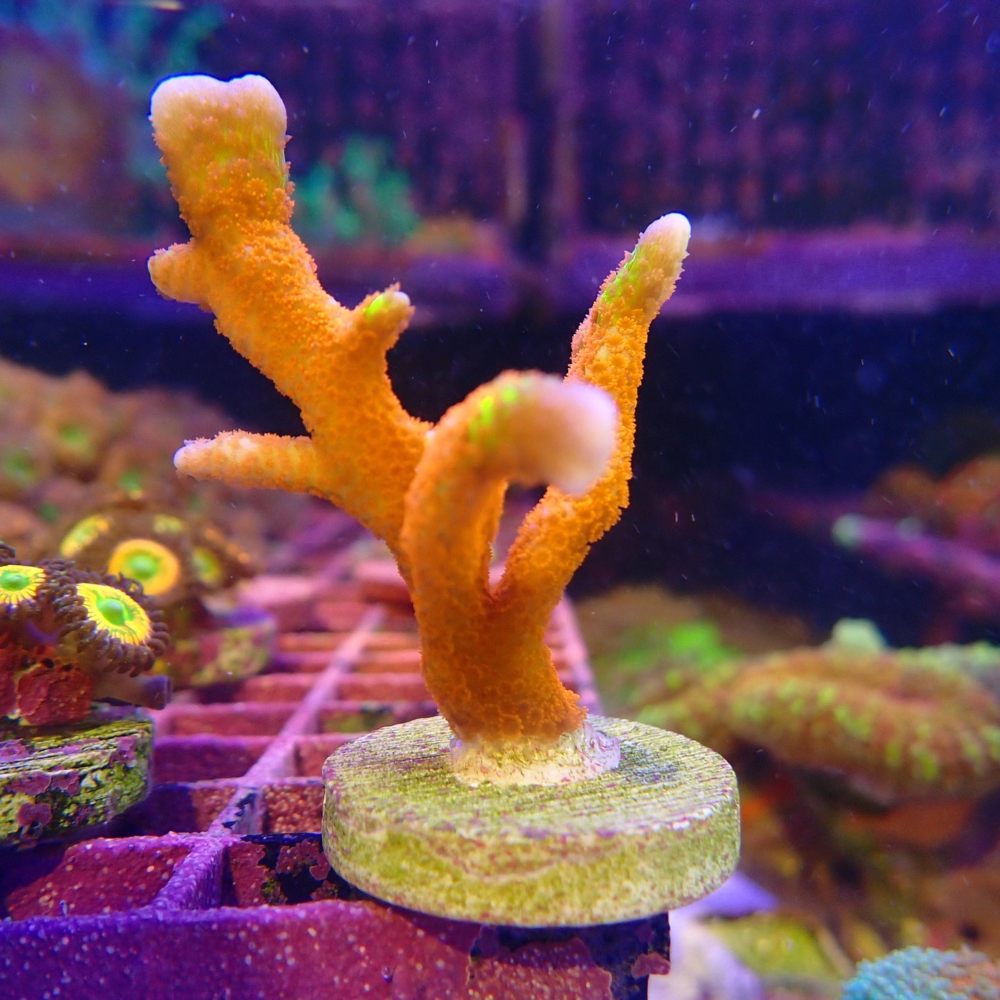 WYSIWYG - Bubble Gum Digi