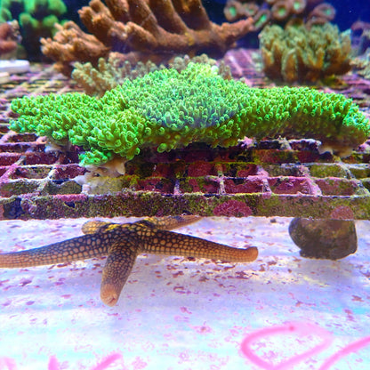 WYSIWYG Acropora Colony 3