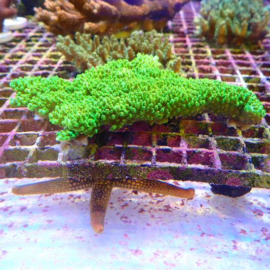 WYSIWYG Acropora Colony 3